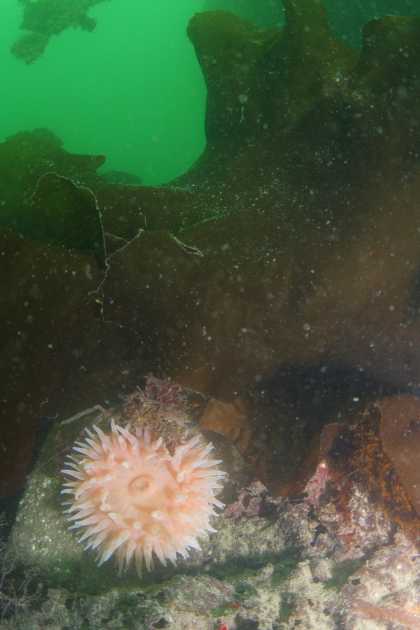 ANEMONE ON RUDDER OF WRECK